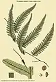 Trichomanes ankersii C.Parker ex Hook. & Grev.