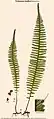 Trichomanes kaulfussii Hook. & Grev.