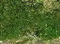 Gamétophyte de Vandenboschia speciosa