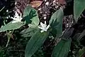 Fleurs (variété 'Alba')