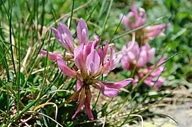 Trifolium alpinum, ou trèfle des montagnes.