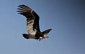 Vol au-dessus du Kruger National Park (Afrique du Sud)