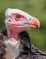 Vautour à tête blanche au Vogelpark Steinen&nbsp;(de), Allemagne. Juillet 2023.