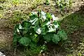 Trillium angustipetalum