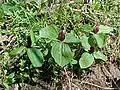 Trillium sessile