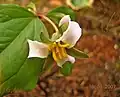 Trillium catesbaei
