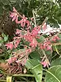 Inflorescence femelle de Triplaris weigeltiana