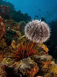 Adulte en présence d'un Tripneustes ventricosus.