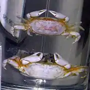 Tritodynamia rathbunae