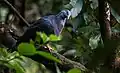 Pigeon trocaz à Madère, espèce proche du pigeon de Bolle