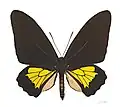 Museum specimen ♂ Face dorsal