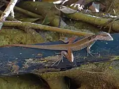 Tropicagama temporalis.