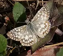 Pyrgus oileus