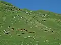 Troupeau à la Gittaz dans la commune de Beaufort.