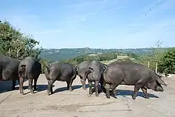 Truies gasconnes dans un élevage de Bonnemazon, village des Baronnies des Pyrénées (Hautes-Pyrénées), près du château de Mauvezin et de l'abbaye de l'Escaladieu