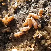 Groupe de T. subcylindrica à la face inférieure d'un bloc.