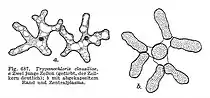 Deux jeunes cellules de Trypanochloris clausiliae.
