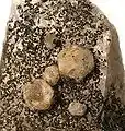 Tsarégorodtsévite sur quartz, Russie, taille du plus gros cristal : 7,5&nbsp;mm (l'un des plus gros connus).