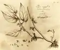 Planche botanique vers 1689