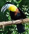 Le Grand Toucan