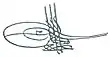 Tughra d'Ahmet II.
