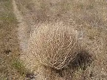 Un virevoltant sec Kali tragus.