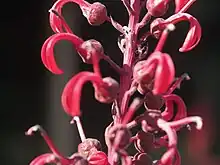 Photographie en gros plan de quelques fleurs rouges aux formes allongées