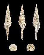 Turris crispa, un Turridae.