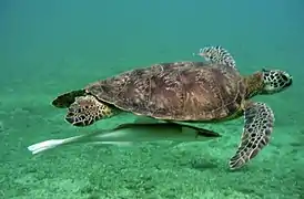 Tortue verte à Mohéli.