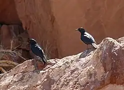 Rufipenne nabouroup