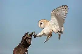 Tyto alba