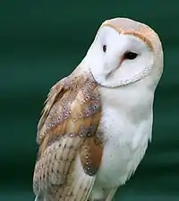 Profil d'une chouette effraie, l'animal regardant sur sa droite. Elle a des plumes colorées en marron sur ses ailes et sa couronne, et une figure et une poitrine blanches.