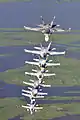 FA-18A Hornet du VFA-204
