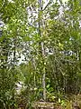 Myrtaceae Syzygium multibracteolatum