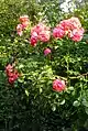 Rose 'Uetersen Rosarium' (Kordes, 1977)