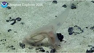 Probable Amperima sp. photographié dans les abysses (2000-3 000 m de profondeur) au large de Hawaii.