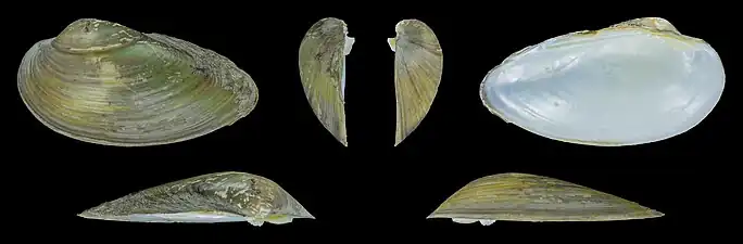 Unio pictorum latirostrisValve gauche