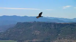 Rapace planant sur fond d'une montagne tabulaire et d'autres plus élevées et arrondies en arrière-plan.