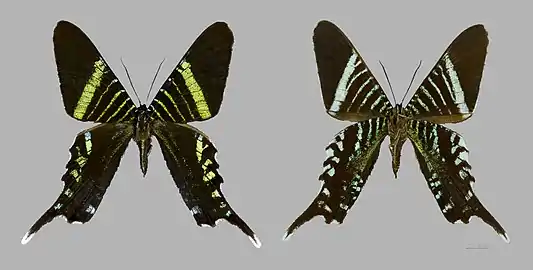 Urania fulgens
