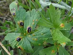 Urocystis anemones sur Anemone nemorosa (Pologne)