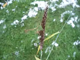 Image illustrative de l’article Charbon nu de l'orge