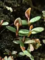 Plantules