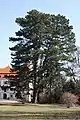 Arbre centenaire dans le parc du château