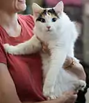 Turc de Van écaille-de-tortue.