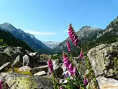 Floraison en août à 1&nbsp;650&nbsp;m d'altitude dans la vallée du Marcadau (Pyrénées) en sol semi-acide.