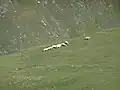 Pâturages de la Hourmagerie et du flanc gauche de la vallée de la Géla.