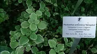«&nbsp;Origan&nbsp;» cubain (Plectranthus amboinicus, ici la variété 'Variegatus')