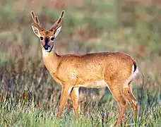 Cerf des pampas (Ozotoceros bezoarticus).