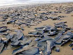 Echouage massif de l'hydrozoaire Velella velella, phénomène commun en Europe au printemps.