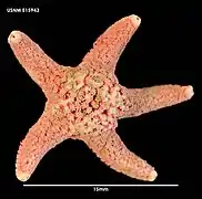 Vemaster sudatlanticus (idem, USNM).